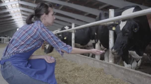 Jovem agricultor profissional fazendo um passeio pelo celeiro na fazenda alimentando vacas. Processo de alimentação de bezerros na fazenda moderna. Vaca em fazenda de laticínios comendo feno. Cobertura . — Vídeo de Stock