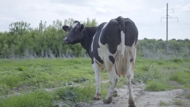Gran vaca de ubre sana de pie en el campo y comiendo hierba antes de la leche en el país . — Vídeo de stock