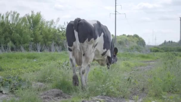 Bonita vaca saudável e bem tratada andando ao redor do quintal da fazenda . — Vídeo de Stock