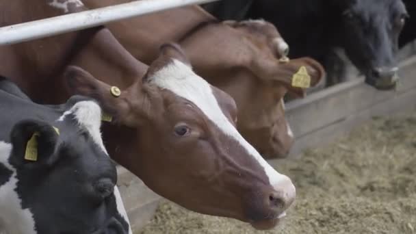 Kalveren voederproces op moderne boerderij. Sluit de koe die zich voedt met melkveehouderij. Koe op melkveebedrijf die hooi eet. Blauwschuur. — Stockvideo
