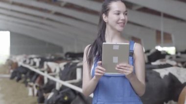 Portre genç confidient kız çiftçi tablette çiftlik kayıt tanıklık inekler ile ahır bir tur yapma. Modern çiftlikte calves besleme süreci. Süt çiftliğinde Saman yiyen inekler. Cowshed.