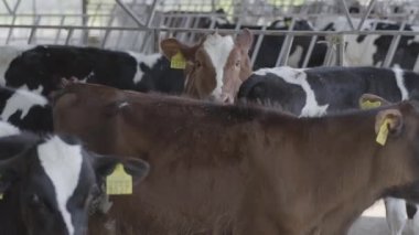 Genç siyah ve beyaz ve kahverengi inekler bir çiftlikte kulaklarında işaretçileri ile. Tarım endüstrisi, tarım ve Hayvancılık konsepti. Süt çiftliği üzerinde bir kararlı duran inekler sürüsü