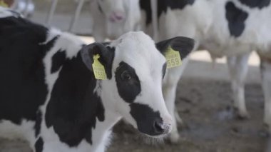 Modern çiftlikte buzağılar besleniyor. Süt çiftliğinde beslenen inekleri kapatın. Süt çiftliğindeki inek saman yiyor. Yuvalanmış.