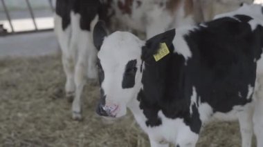 Modern çiftlikte buzağılar besleniyor. Süt çiftliğinde beslenen inekleri kapatın. Süt çiftliğindeki inek saman yiyor. Yuvalanmış.