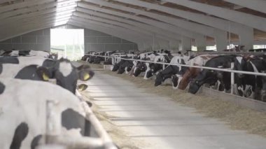 Modern çiftlikte buzağılar besleniyor. Süt çiftliğinde beslenen inekleri kapatın. Süt çiftliğindeki inek saman yiyor. Yuvalanmış.