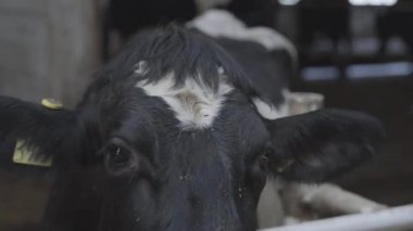 Modern çiftlikte buzağılar besleniyor. Süt çiftliğinde beslenen inekleri kapatın. Süt çiftliğindeki inek saman yiyor. Yuvalanmış.