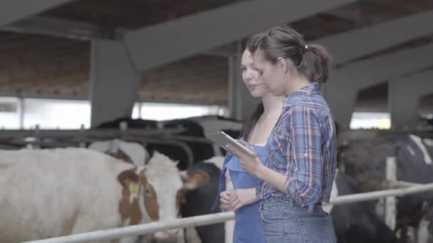 Retrato duas garotas fazendeiras fazendo um passeio pelo celeiro com vacas na fazenda. Rapariga agricultora mostra as vacas visitante e bezerros na fazenda. Garota agricultor traz informações para o tablet . — Vídeo de Stock