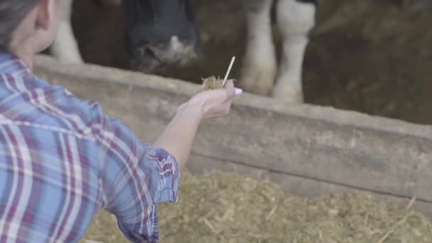 Back View van de vrouwelijke werknemer op de koe boerderij proberen om het zoogdier te voeden met de hand. De landbouwsector, landbouw en veeteelt concept — Stockvideo