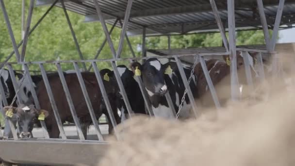 Kalvarnas utfodringsprocess på modern gård. Närbild ko utfodring på mjölkgård. Ko på mjölkgård äter hö. Kokbock. — Stockvideo