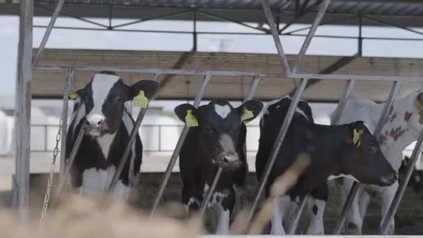 Proces żywienia cieląt w nowoczesnym gospodarstwie. Zamknij krowy żywiące się na farmie mleka. Krowa na farmie mlecznej je siano. Krowy. — Wideo stockowe