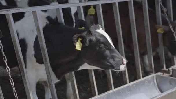 Processus d'alimentation des veaux sur la ferme moderne. Fermez la vache qui se nourrit sur la ferme laitière. Vache à la ferme laitière mangeant du foin. Berceau.