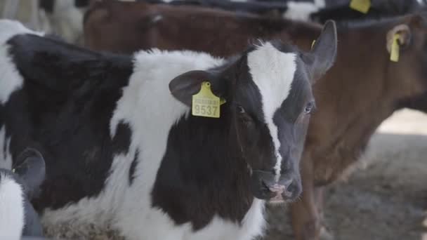 Kalvarnas utfodringsprocess på modern gård. Närbild ko utfodring på mjölkgård. Ko på mjölkgård äter hö. Kokbock. — Stockvideo