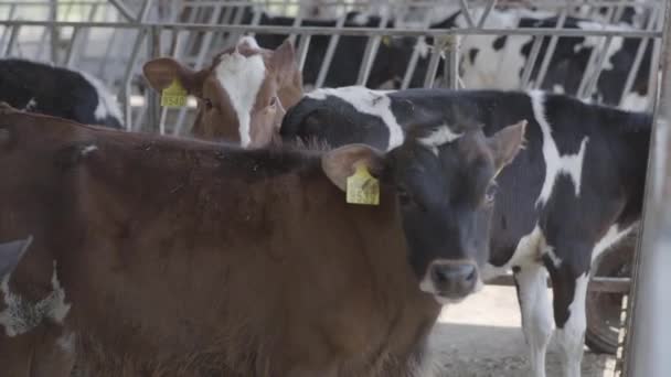 Calves feeding process on modern farm. Close up cow feeding on milk farm. Cow on dairy farm eating hay. Cowshed. — Stock Video