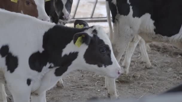 Modern çiftlikte buzağılar besleniyor. Süt çiftliğinde beslenen inekleri kapatın. Süt çiftliğindeki inek saman yiyor. Yuvalanmış. — Stok video