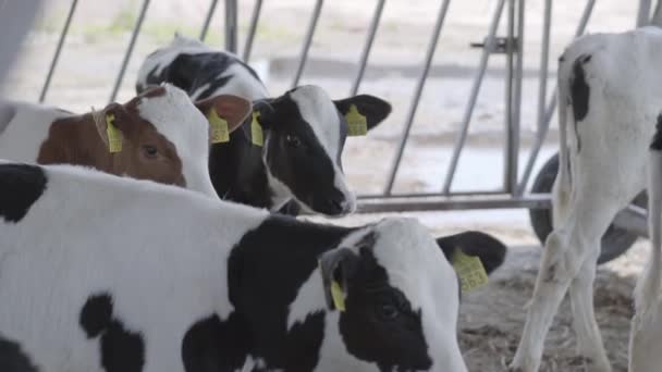 現代の農場での子牛の給餌プロセス。牛乳農場で牛の餌を閉じます。牛の酪農家干し草を食べる。おがくず. — ストック動画