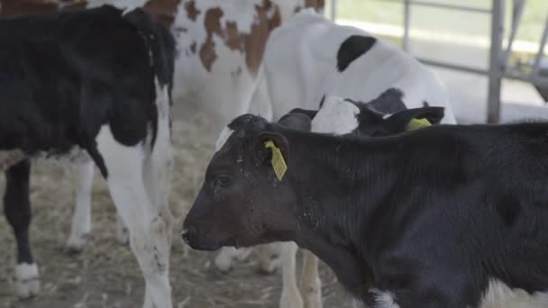 Kälberfütterung auf einem modernen Bauernhof. Kuhfütterung aus nächster Nähe auf dem Milchhof. Kuh auf Milchbauernhof frisst Heu. Kuhstall. — Stockvideo