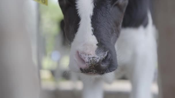Pysk czarno-białego cielęcia patrząc do aparatu na farmie zbliżenie. Przemysł rolny, rolnictwo i hodowla zwierząt koncepcja. Ssak stojący w stajni na farmie mleczarskiej — Wideo stockowe