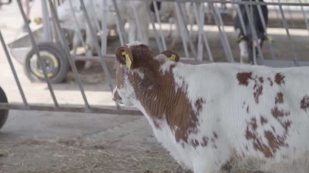 Modern çiftlikte buzağılar besleniyor. Süt çiftliğinde beslenen inekleri kapatın. Süt çiftliğindeki inek saman yiyor. Yuvalanmış. — Stok video