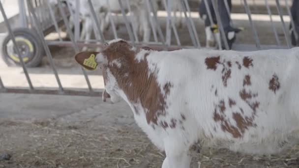 Schöne braun-weiße Kuh auf einem Bauernhof, der sich umdreht. Landwirtschaft, Landwirtschaft und Tierhaltung. ein Säugetier, das in einem Stall auf einem Milchviehbetrieb steht. Zeitlupe — Stockvideo