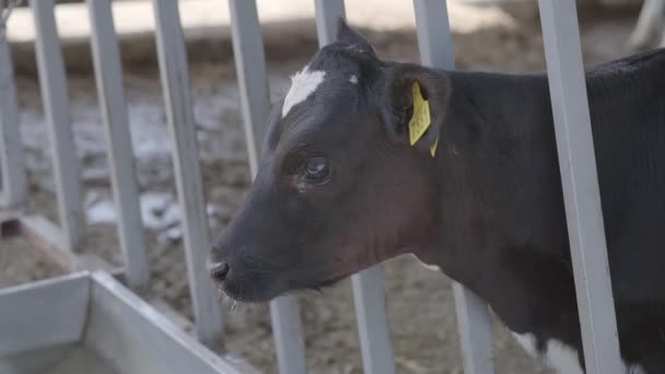 Visão lateral de bezerro preto e branco com marcadores em orelhas em um close-up de fazenda. Conceito de agricultura, agricultura e pecuária — Vídeo de Stock