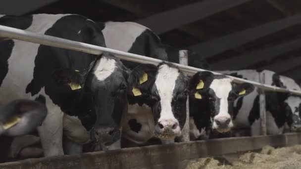 Proceso de alimentación de terneros en granja moderna. Acercar la alimentación de las vacas en la granja de leche. Vaca en granja lechera comiendo heno. Cobertizo. — Vídeos de Stock