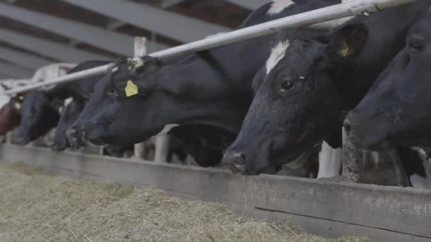 现代农场的小牛喂养过程。关闭奶牛饲养场。奶牛在奶牛场里吃干草.牛仔棚. — 图库视频影像