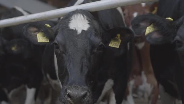 Kalvarnas utfodringsprocess på modern gård. Närbild ko utfodring på mjölkgård. Ko på mjölkgård äter hö. Kokbock. — Stockvideo