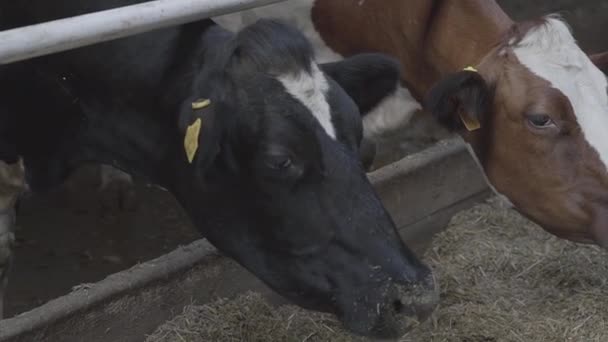 Proces żywienia cieląt w nowoczesnym gospodarstwie. Zamknij krowy żywiące się na farmie mleka. Krowa na farmie mlecznej je siano. Krowy. — Wideo stockowe