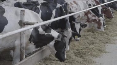 Modern çiftlikte buzağılar besleniyor. Süt çiftliğinde beslenen inekleri kapatın. Süt çiftliğindeki inek saman yiyor. Yuvalanmış.