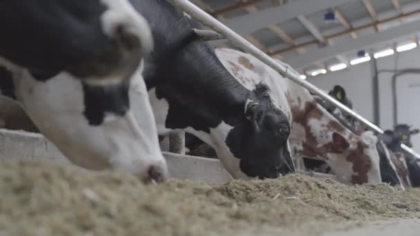 Kalvarnas utfodringsprocess på modern gård. Närbild ko utfodring på mjölkgård. Ko på mjölkgård äter hö. Kokbock. — Stockvideo