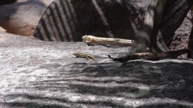 Seyşeller. Praslin Adası. Lizard Hint Okyanusu 'nda bulunan adanın zemin üzerinde çalışır. Turizm, dinlenmek, tatil, seyahat konsepti.
