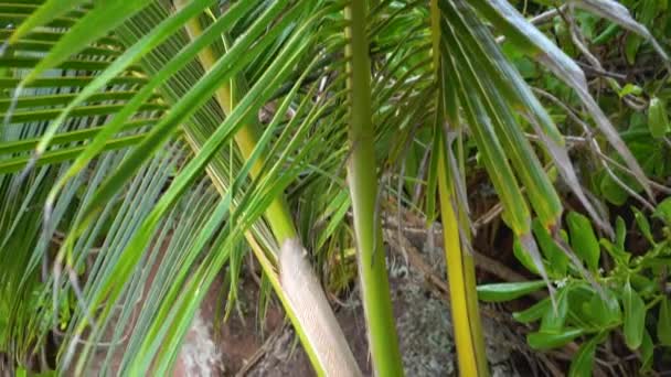 Seychelles. La isla Praslin. Primer plano de las hojas de palma. Turismo, relax, vacaciones, concepto de viaje . — Vídeos de Stock