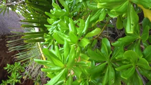 Seychelles. La isla Praslin. Primer plano de hojas de palma y hojas tropicales Turismo, relax, vacaciones, concepto de viaje . — Vídeo de stock