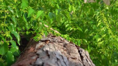 Seyşeller. Praslin Adası. Hint Okyanusu 'nda bulunan bir adada yatan egzotik bir ağaç üzerinde Lizard.