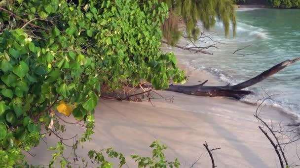 セイシェル。プララン島。砂浜、海とローリング波の美しい景色。エキゾチックな木々は、熱帯の島の海岸に沿って成長します。スローモーション. — ストック動画