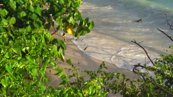 Сейшельские острова. Остров Праслин. Вид на песчаный пляж, океан и катящиеся волны. Экзотические деревья растут вдоль побережья тропического острова . — стоковое видео