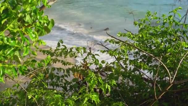 塞舌尔。普拉兰岛。美丽的沙滩, 海洋和滚滚的海浪的景色。蜘蛛网与大蜘蛛。异国情调的树木生长在热带岛屿的海岸上. — 图库视频影像