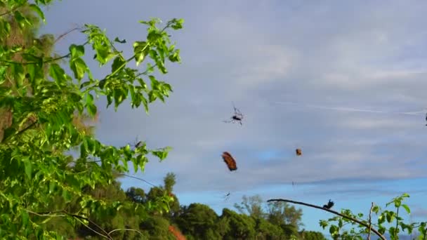 Seychellen. Praslin Island. Prachtig uitzicht op het zandstrand, de Oceaan en de glooiende golven. Spider Web met grote spin. Exotische bomen groeien langs de kust van een tropisch eiland. — Stockvideo