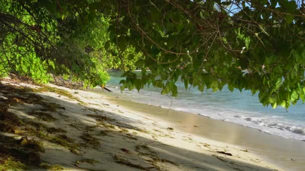 Seychelles. La isla Praslin. Hermosa vista de la playa de arena, el océano y las olas onduladas. Árboles exóticos crecen a lo largo de la costa de una isla tropical . — Vídeos de Stock