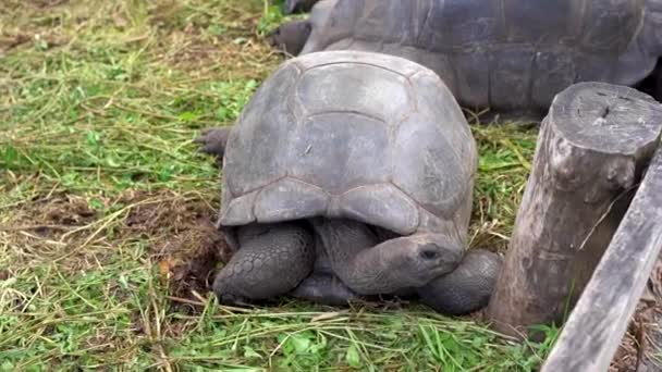Seychelská. Ostrov Praslin. Velké želvy v voliáři na exotickém ostrově. — Stock video