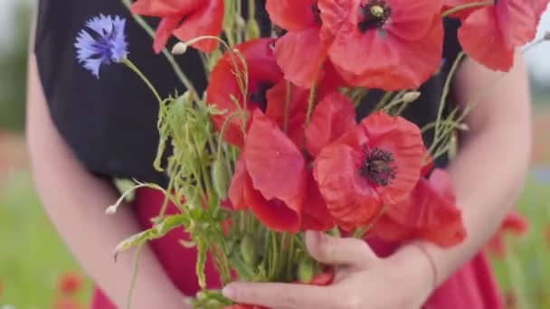 Close-up weergave van vrouwelijke handen in een Poppy veld met boeket bloemen. Verbinding met de natuur. Groene en rode harmonie. Camera naar beneden beweegt. Vrije tijd in de natuur. Bloeiende klaprozen. — Stockvideo