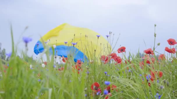 Cute adorable young woman dancing in a poppy field holding flag of Ukraine in hands outdoors. Connection with nature, patriotism. Leisure in nature. Blossoming poppies. Freedom. — Stock Video