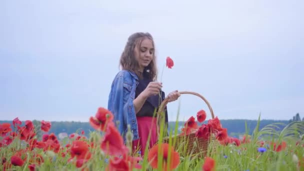 Retrato chica bonita caminando en el campo de amapola recogiendo flores en la canasta de mimbre. Conexión con la naturaleza. Armonía verde y roja. Ocio al aire libre, diversión veraniega . — Vídeos de Stock