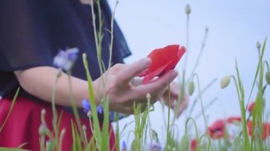 Tanınmayan genç ince kız bir haşhaş tarlası yakın çekim eliyle kırmızı çiçek dokunmadan. Doğayla bağlantı. Özgür ruh, duygular, tutku. Açık havada boş zaman, yaz eğlencesi