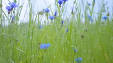 Çiçek açan yabani çiçeklerin olduğu tarla. Doğayla bağlantı. Yaz güzelliği. Yeşil ve mavi kavramı