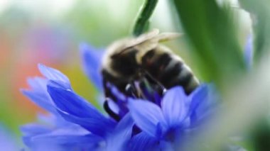 Yakın güzel mavi cornflower yakın oturan arı. Çiçek bir arı tarafından tozlanır. Doğa kavramı. Kamera aşağı hareket ediyor