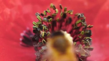 Vahşi bir alanda çiçek açan bir çiçeğin üzerinde gezinen bir arının yakın çekim.