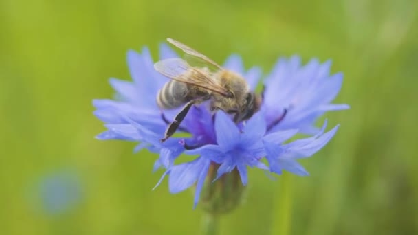 Blízká divoká včela, sedící na krásném modrém kukuřičných květináči. Květina je opylovaná včelinou. Koncepce přírody.