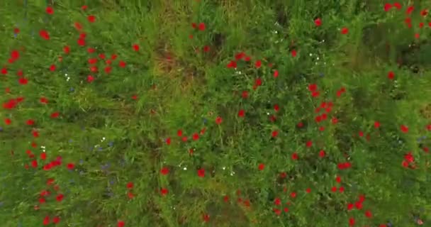 ケシの開花と野生のフィールドのトップビュー。ドローン撮影. — ストック動画