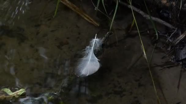 Beautiful feather of a bird floats on the river. — Stock Video